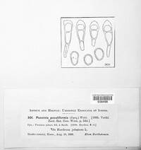Puccinia poculiformis image